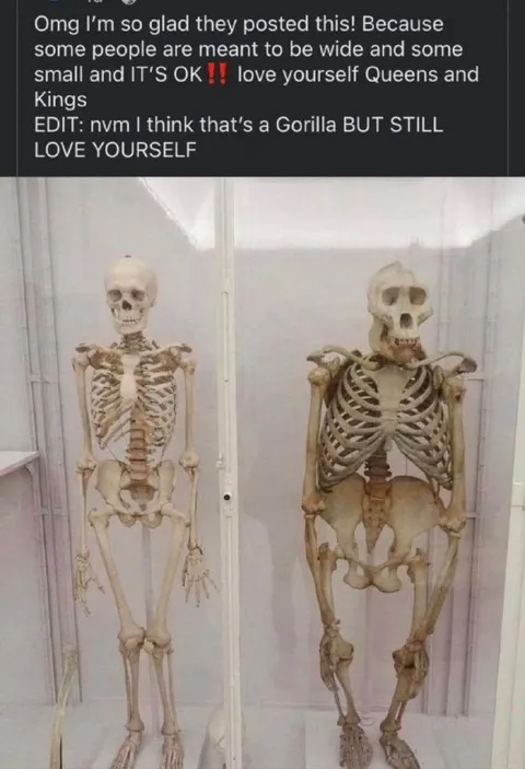 Wide Skeletons Are Still Beautiful