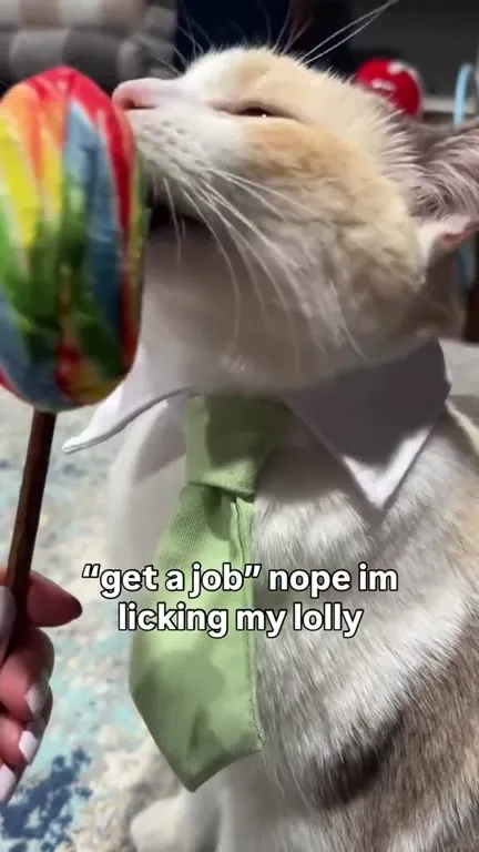 Cat Licking a Lolly