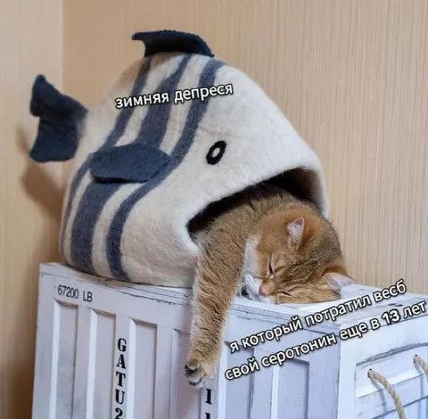 Кот с зимней депрессией