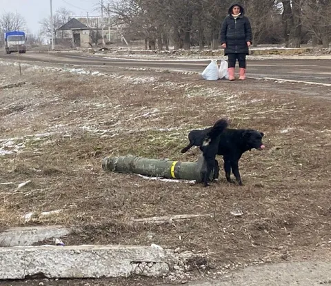 Собака метит снаряд