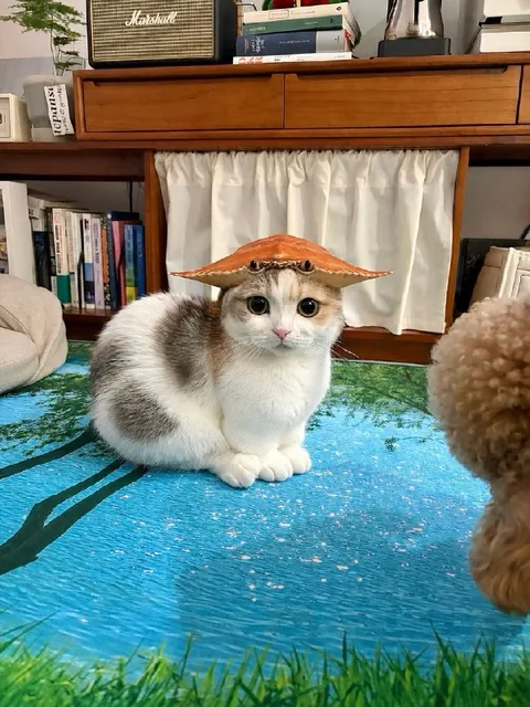 Кот в смешной шляпе