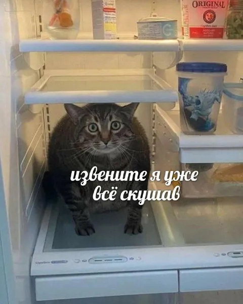 Кот в холодильнике всё скушал