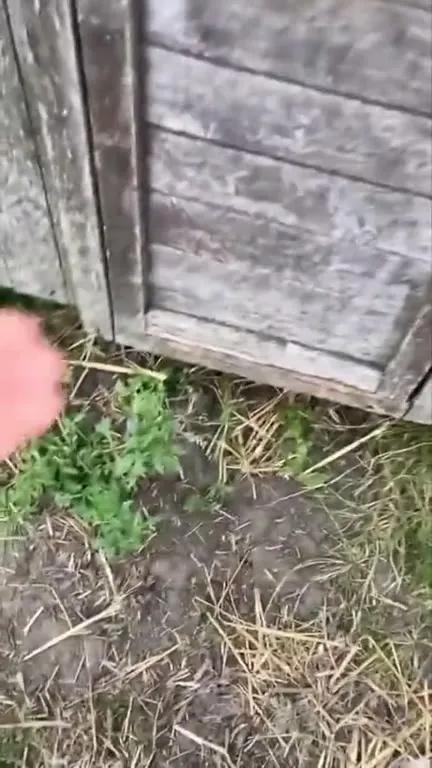 Гусь устроил босс-файт