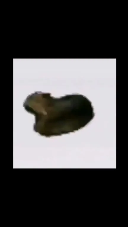Top 5 Cat Moments