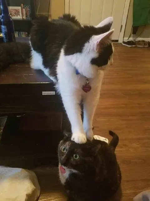 Кот наступил на кота