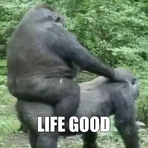 Gorilla Regrets Losing His Wife