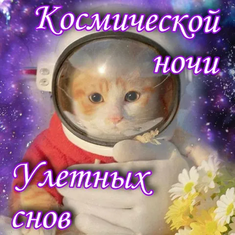 Кот-космонавт желает сладких снов