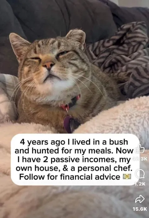 Cat's Passive Income Success