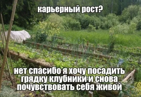 Карьерный рост или клубника