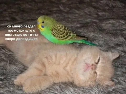 Попугай наказал болтуна