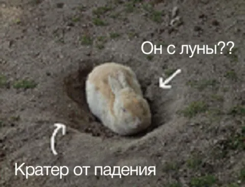 Кролик в кратере от падения