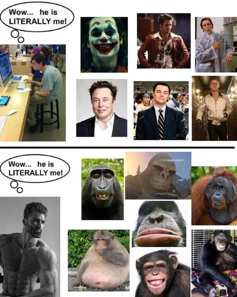Literally Me Monkey Comparison