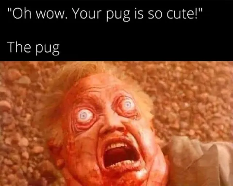 The Pug Is So Cute