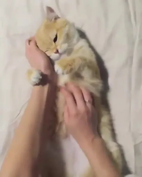 Кот наслаждается массажем