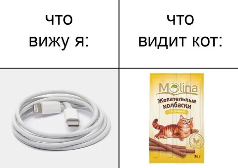 Что вижу я и кот