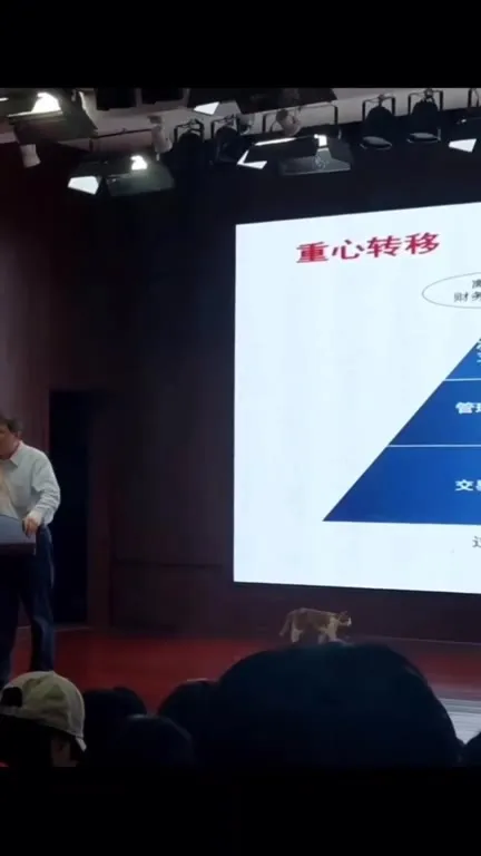 猫咪走过财务转型讲台