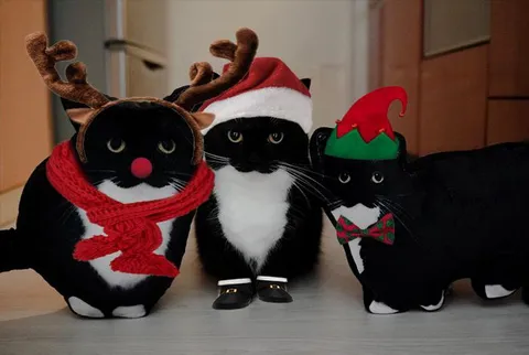 Коты в рождественских костюмах
