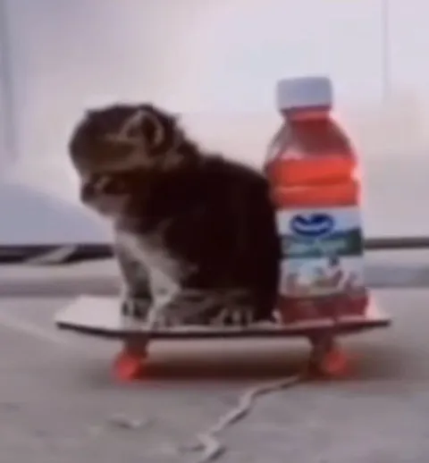Котёнок катается на скейтборде