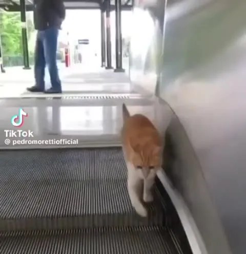 Кот-Сизиф на эскалаторе