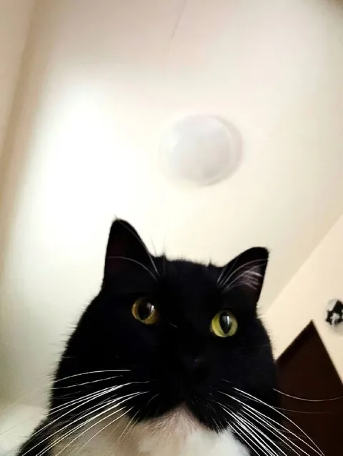 Суровый чёрный кот