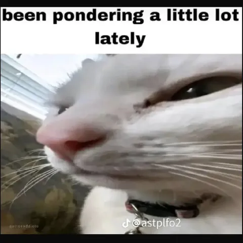 Pondering Cat Lately