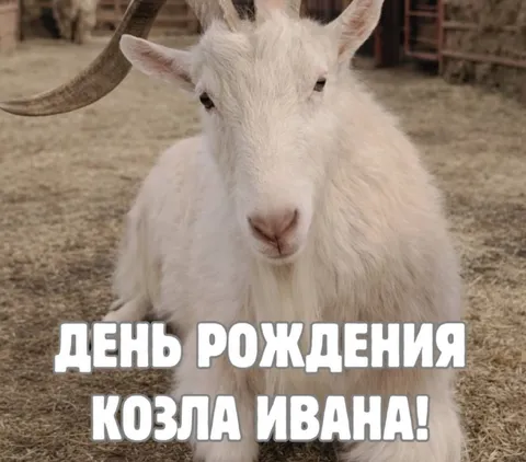 День рождения козла Ивана