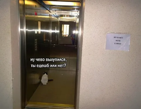 Кот ждёт лифт