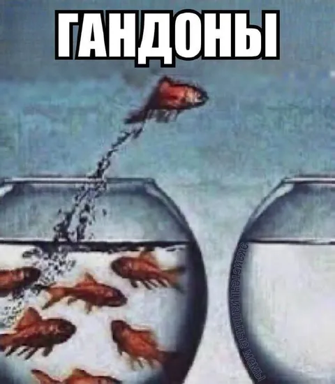 Гандоны сбегают из аквариума