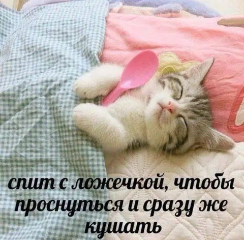 Кот спит с ложечкой