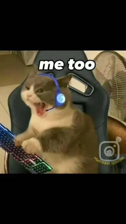 Gatos cantando e jogando bola