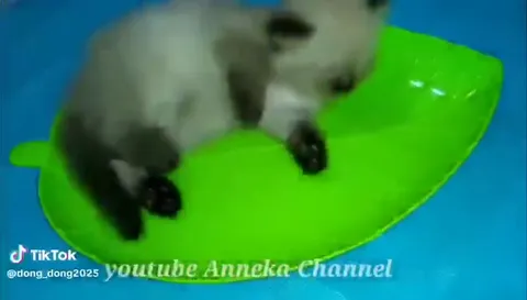 Кот спит на обеде