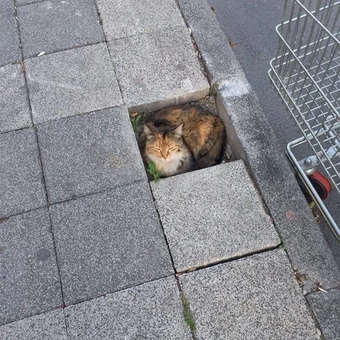 Кот в люке среди плитки