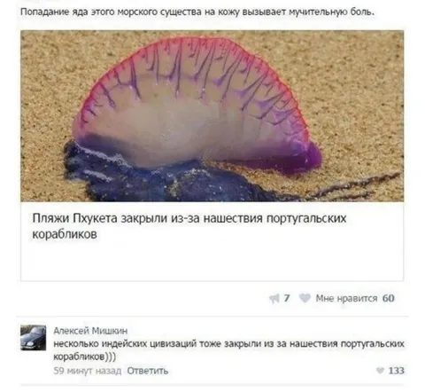 Португальские кораблики захватывают пляжи