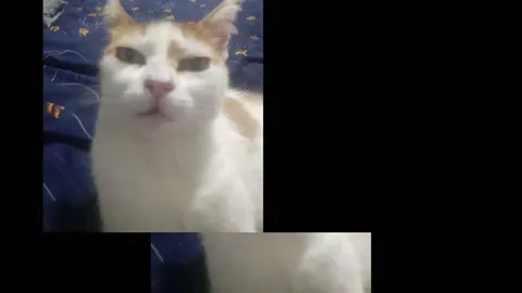 Кот под дикий дроп
