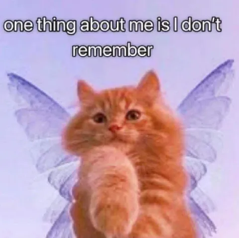 I Don't Remember Cat