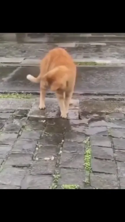 Смешные коты под музыку