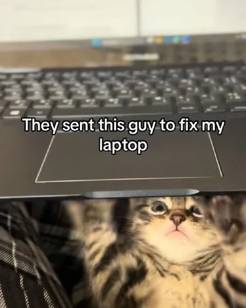 Cat Sent to Fix Laptop