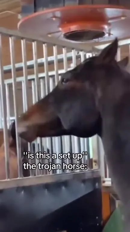 The Trojan Horse Was a Setup