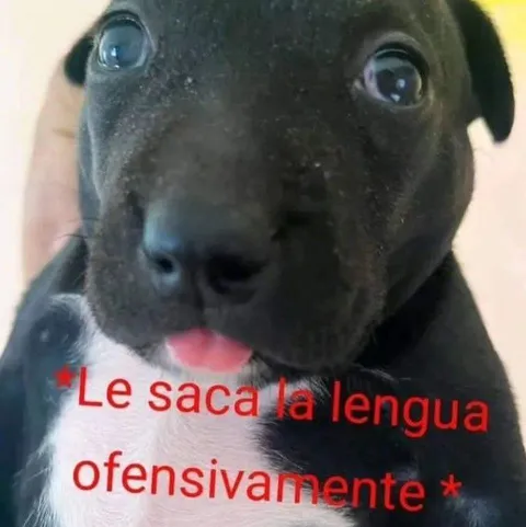Perro saca la lengua ofensivamente