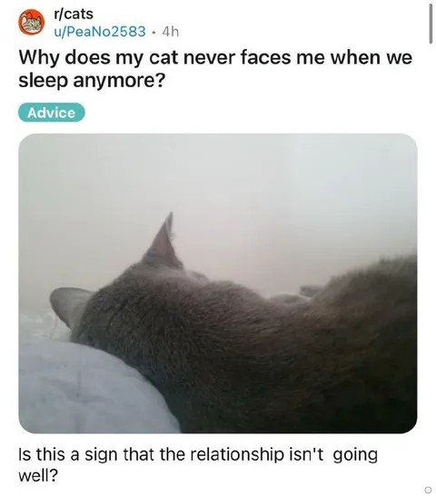 Cat Turns Away in Bed