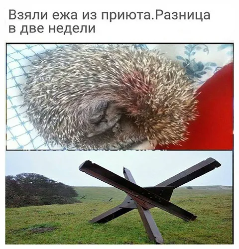 Ёж из приюта через две недели