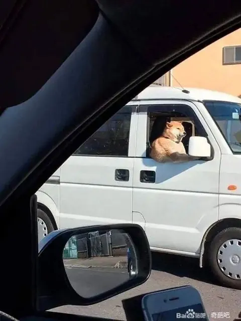 Кот за рулём фургона