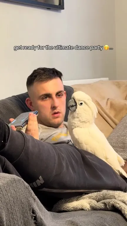 Cockatoo Sings Along to Green Day