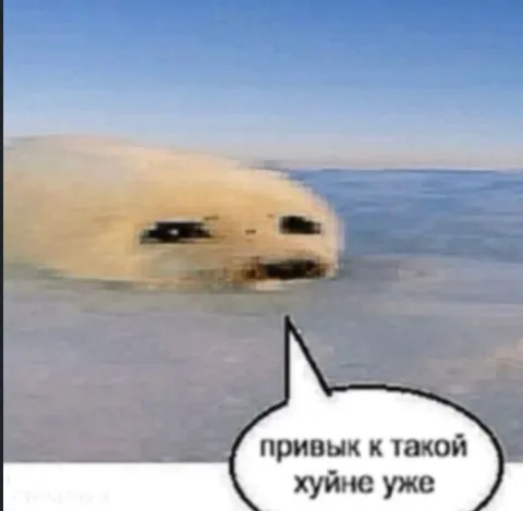 Привык к такой хуйне уже