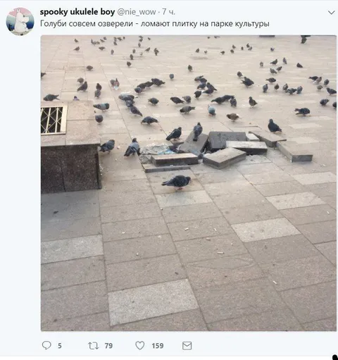 Голуби ломают плитку