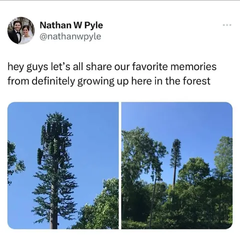 Growing Up in the Forest