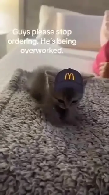 Overworked McDonald's Cat