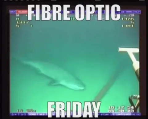 Fibre Optic Friday Shark