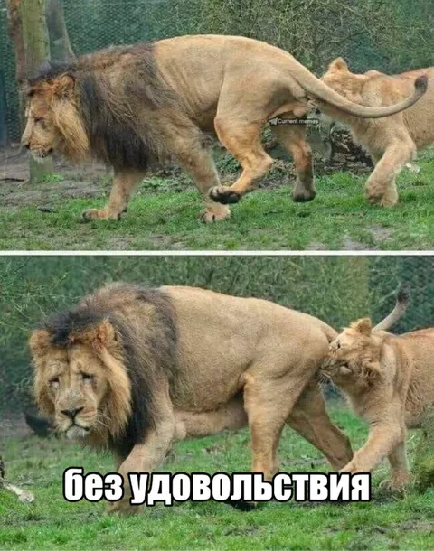 Лев без удовольствия