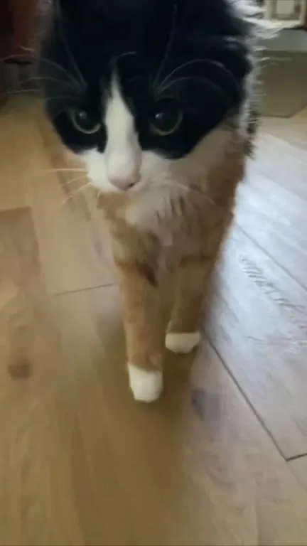 Кот идёт прямо к камере